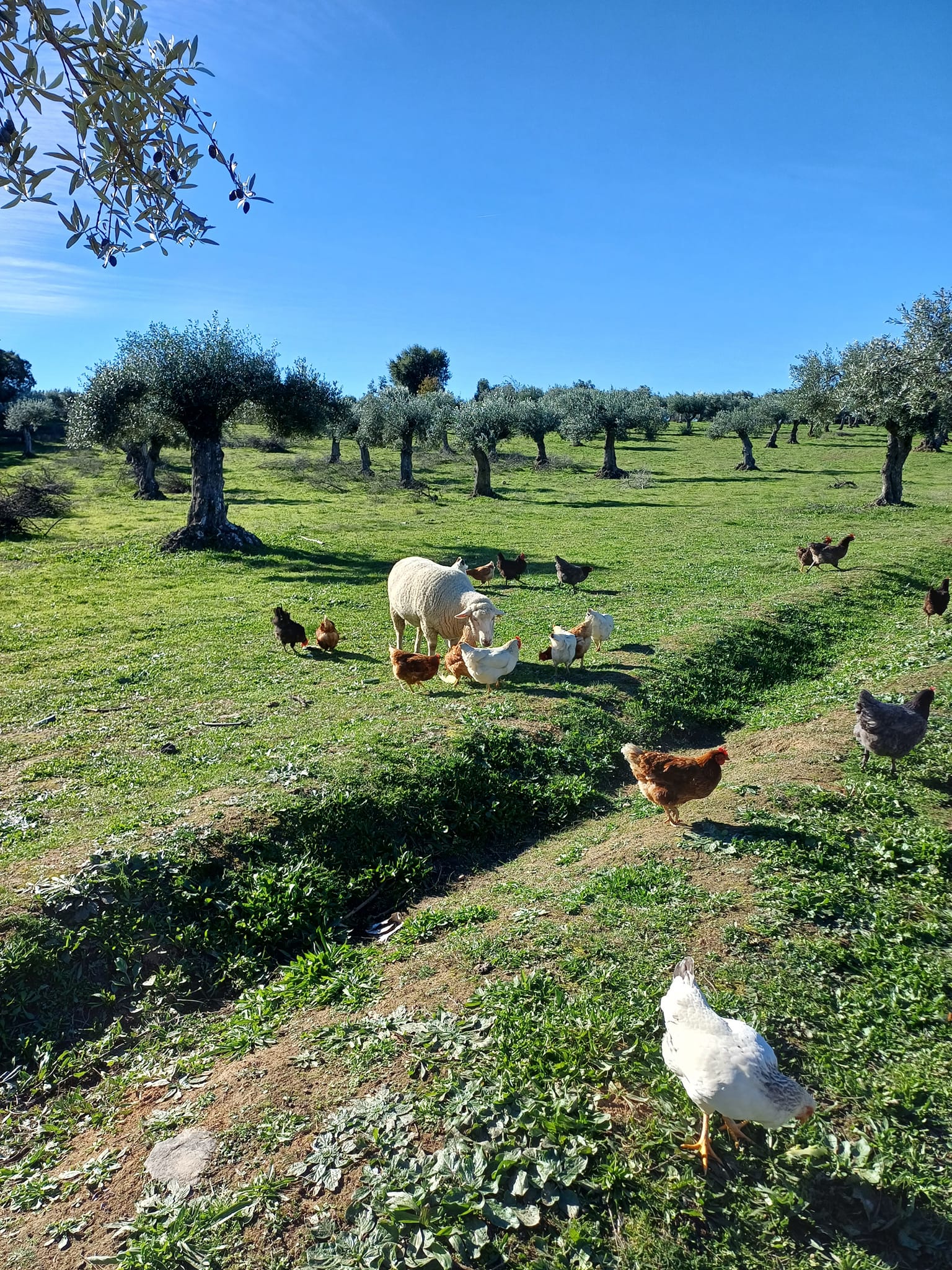 Quinta do Nicho